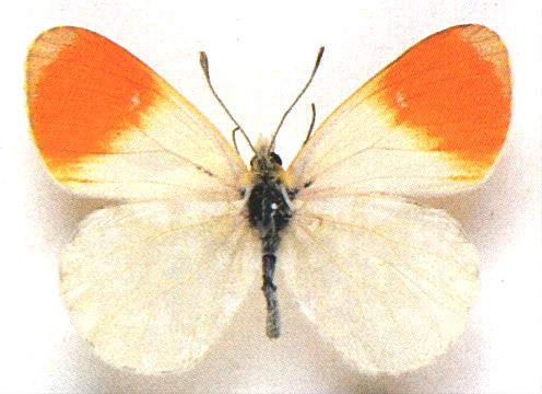 Anthocharis cardamines albino ab. lasthenia, bred, Paul W. Batty, April 1991 (Internet Image property of respective owner, non-commercial use only)